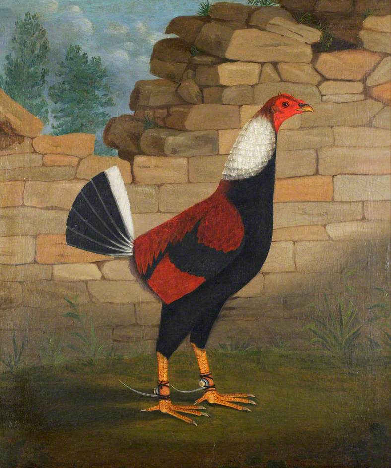 The Trimmed Cock, vintage artwork by Francis Sartorius, 12x8" (A4) Poster