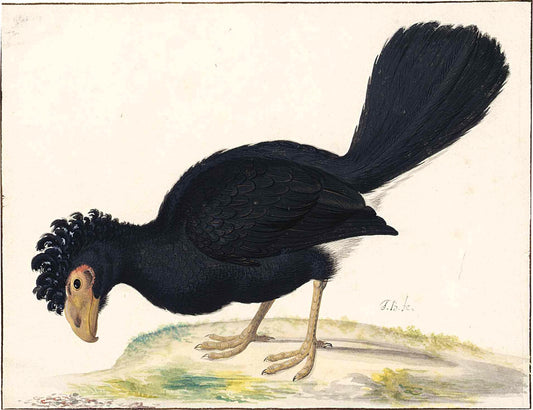 A Black Curassow, vintage artwork by Johannes van Bronckhorst, 12x8" (A4) Poster