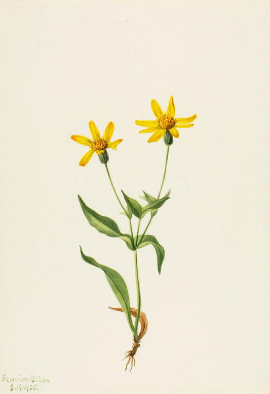 Arnica alpina, vintage artwork by Mary Vaux Walcott, 12x8" (A4) Poster