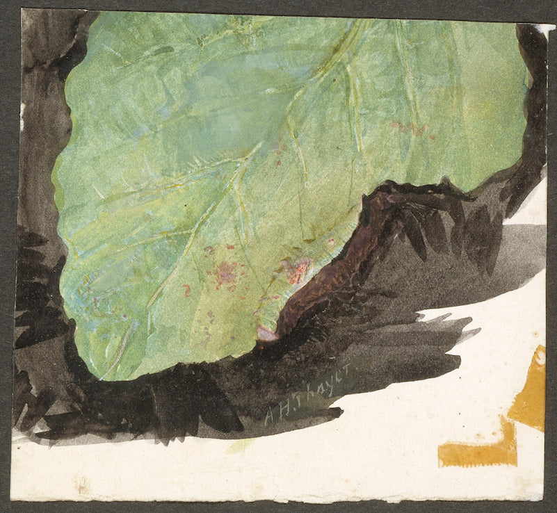 Heterocampa Biundata, Walker, vintage artwork by Abbott Handerson Thayer, 12x8" (A4) Poster