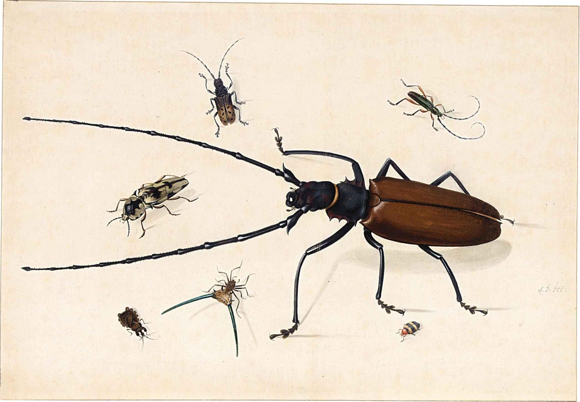 Seven Exotic Beetles, vintage artwork by Johannes van Bronckhorst, 12x8" (A4) Poster