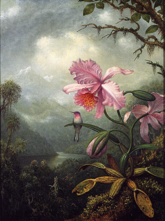 Hummingbird Perched on an Orchid Plant, vintage artwork by Martin Johnson Heade, A3 (16x12") Poster Print