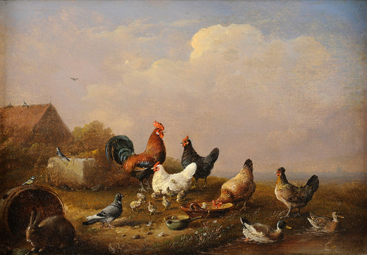 Colorful poultry, pigeons and rabbit, vintage artwork by Francois van Severdonck, A3 (16x12") Poster Print