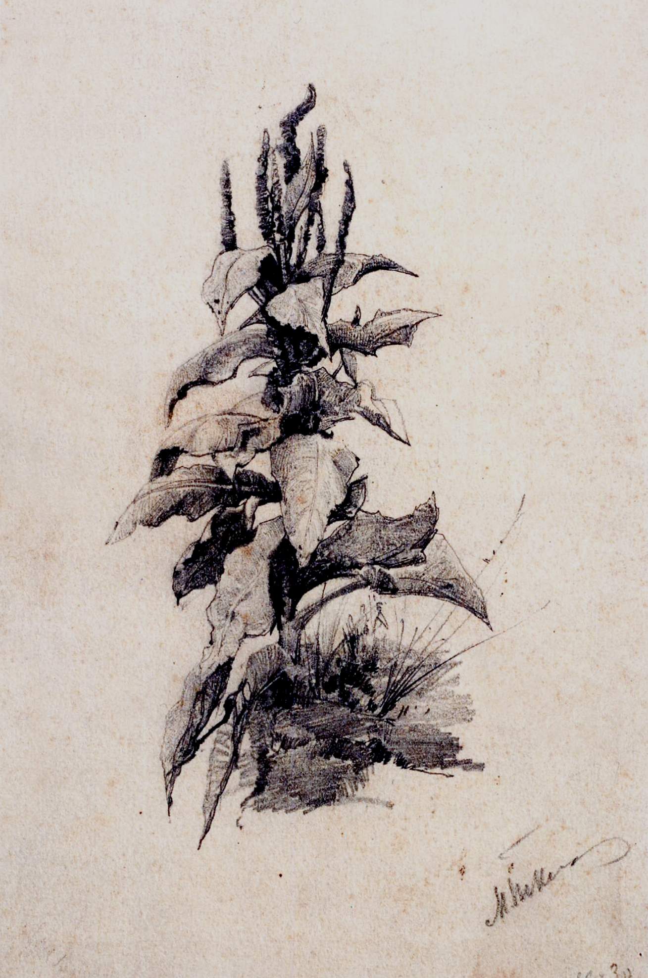 Amaranth by Mikhail Tkachenko,A3(16x12")Poster