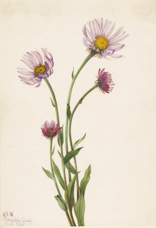 Alaska Fleabane (Erigeron salsuginosus), vintage artwork by Mary Vaux Walcott, 12x8" (A4) Poster