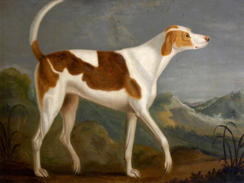 Wonderful (a Favourite Hound), Belonging to Sir John William De la Pole, vintage artwork by Francis Sartorius, 12x8" (A4) Poster