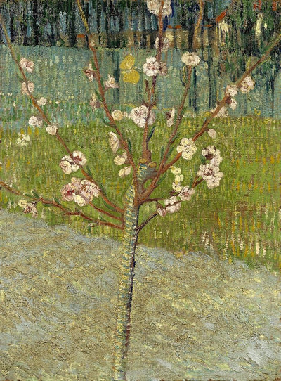 Almond Tree in Blossom by Vincent van Gogh,A3(16x12")Poster