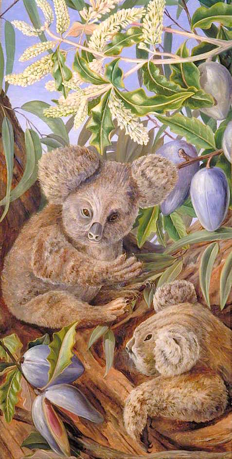 Australian Bears and Australian Pears, vintage artwork by Marianne North, 12x8" (A4) Poster