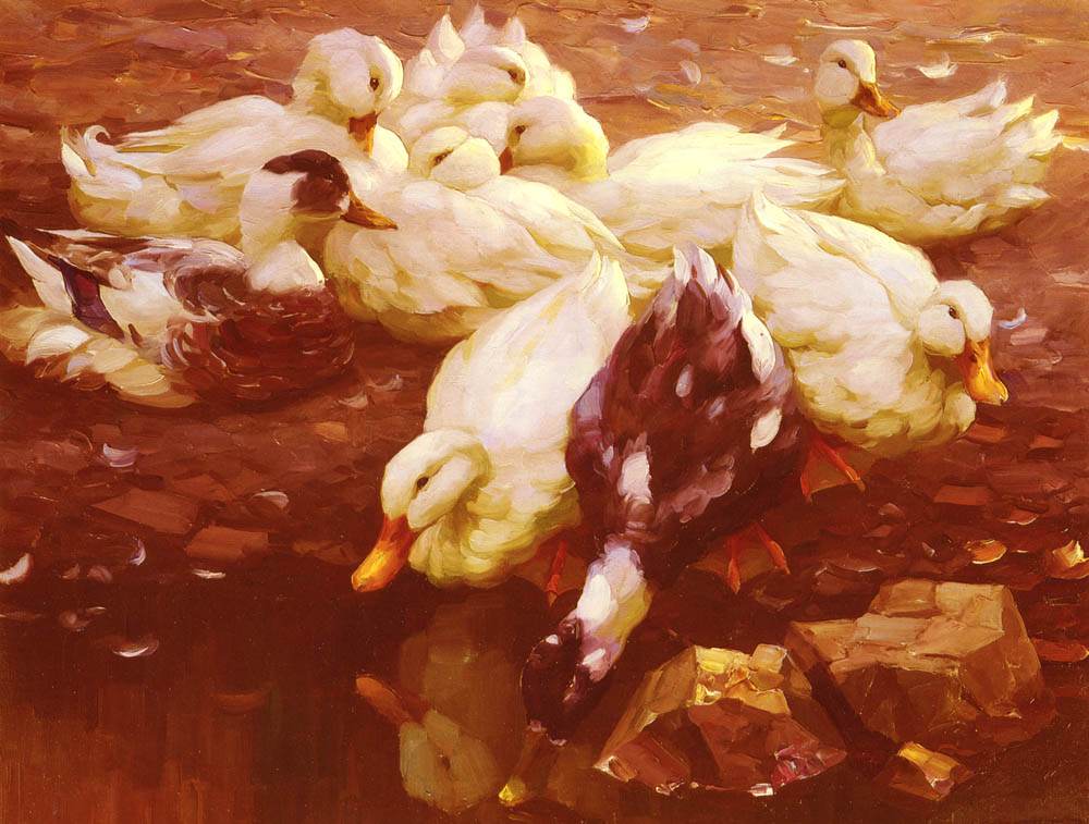 Ducks in the pond by Alexander Koester,A3(16x12")Poster