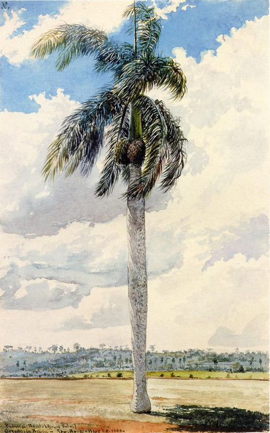 Royal Palm, vintage artwork by Charles De Wolf Brownell, A3 (16x12") Poster Print
