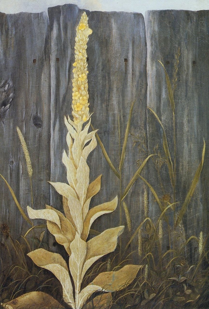 Flowering Plant against a Fence by Levi Wells Prentice,A3(16x12")Poster