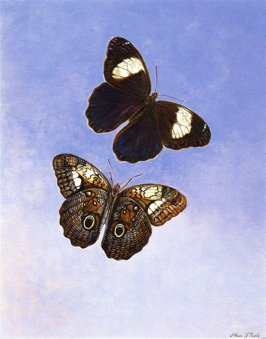 Caligo Martia (Butterflies), vintage artwork by Titian Ramsey Peale II, A3 (16x12") Poster Print
