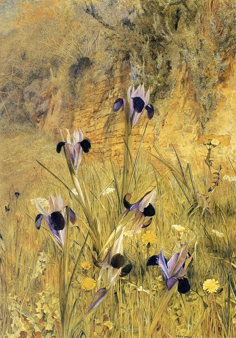 Irises in the Garden, vintage artwork by Henry Roderick Newman, 12x8" (A4) Poster