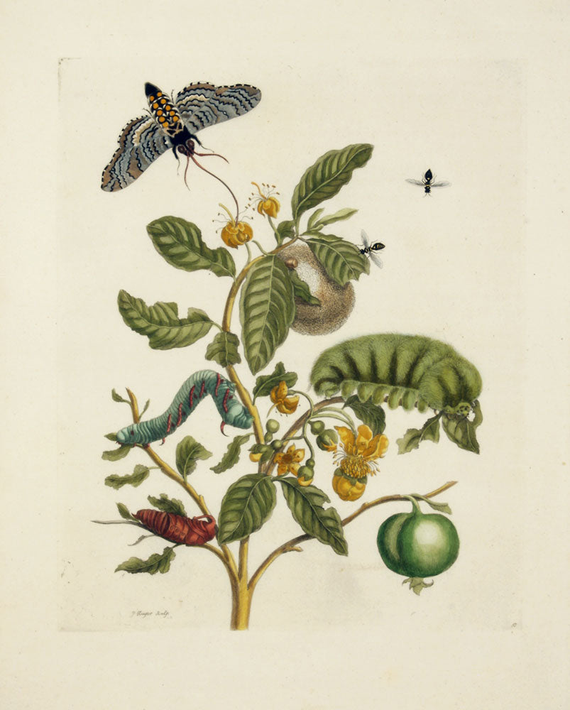 Wooly-Haired Magalopygio Caterpiller, vintage artwork by Maria Sybilla Merian, 12x8" (A4) Poster