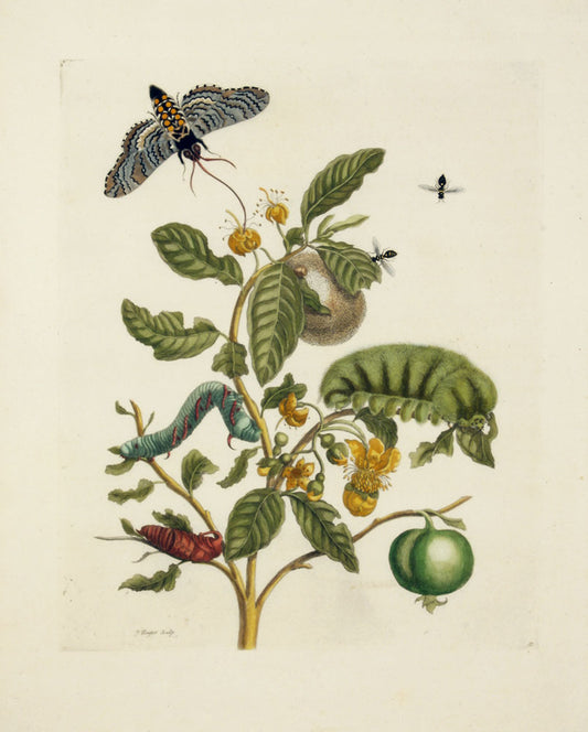 Wooly-Haired Magalopygio Caterpiller, vintage artwork by Maria Sybilla Merian, 12x8" (A4) Poster