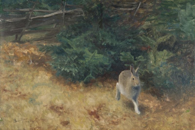 Summer Hare, vintage artwork by Bruno Liljefors, 12x8" (A4) Poster