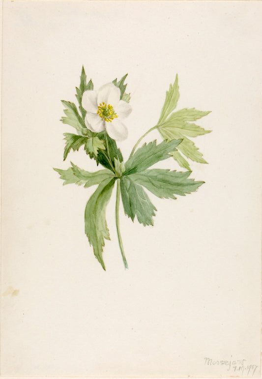 Anemone canadensis, vintage artwork by Mary Vaux Walcott, 12x8" (A4) Poster
