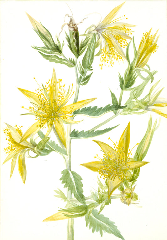 Blazing Star (Mentzelia laevicaulis), vintage artwork by Mary Vaux Walcott, 12x8" (A4) Poster