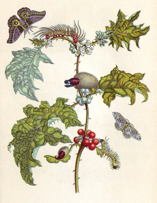from Metamorphosis insectorum Surinamensium, vintage artwork by Maria Sybilla Merian, 12x8" (A4) Poster