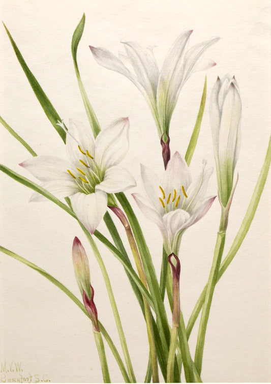 Atamasco-Lily (Atamosco atamasco), vintage artwork by Mary Vaux Walcott, 12x8" (A4) Poster