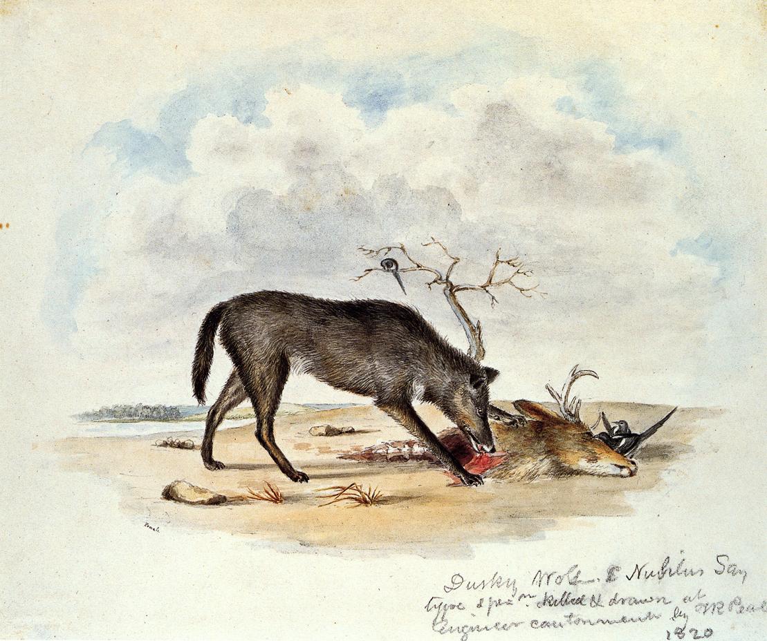 Dusky Wolf (Lupus Nubilus), vintage artwork by Titian Ramsey Peale II, A3 (16x12") Poster Print