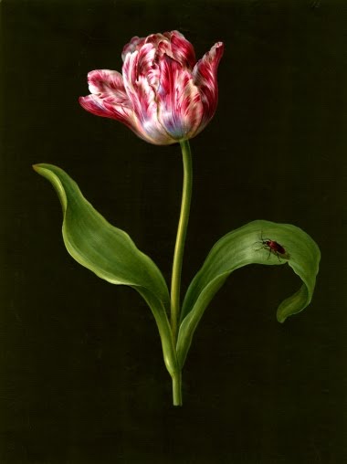 Tulipa (parrot), vintage artwork by Barbara Regina  Dietzsch, 12x8" (A4) Poster