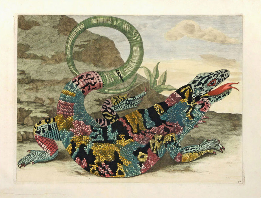 Lizard, vintage artwork by Maria Sybilla Merian, 12x8" (A4) Poster
