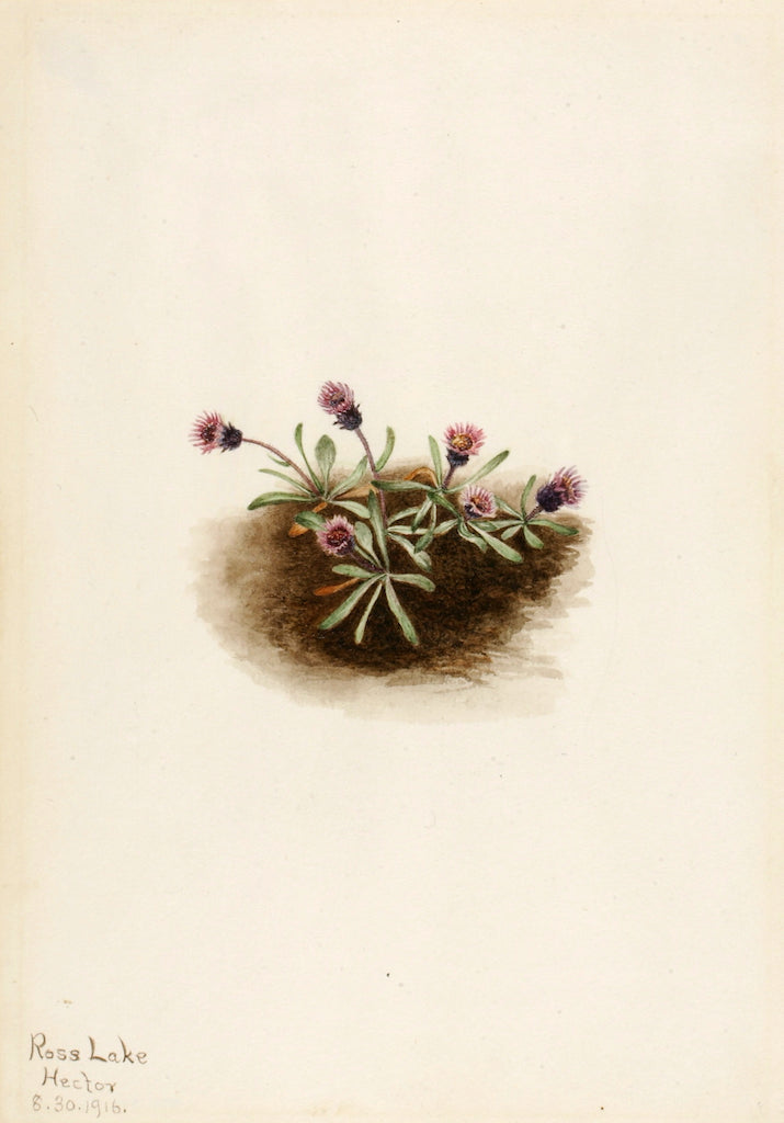 Alpine Fleabane (Erigeron unalaschcensis), vintage artwork by Mary Vaux Walcott, 12x8" (A4) Poster