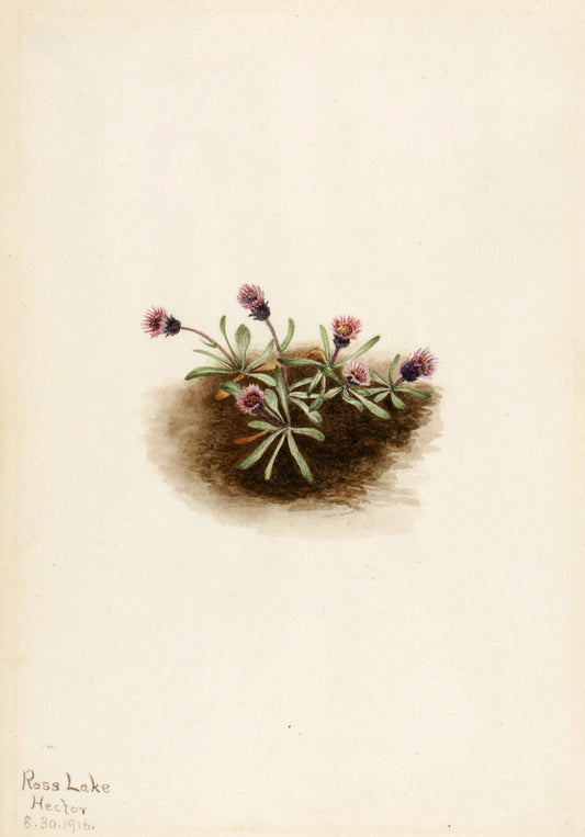 Alpine Fleabane (Erigeron unalaschcensis), vintage artwork by Mary Vaux Walcott, 12x8" (A4) Poster