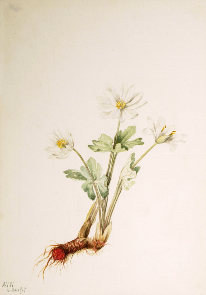 Bloodroot (Sanguinaria canadensis), vintage artwork by Mary Vaux Walcott, 12x8" (A4) Poster