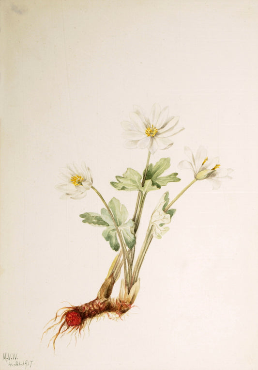 Bloodroot (Sanguinaria canadensis), vintage artwork by Mary Vaux Walcott, 12x8" (A4) Poster