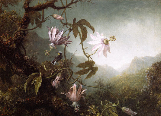 Hummingbird Perched near Passion Flowers, vintage artwork by Martin Johnson Heade, A3 (16x12") Poster Print