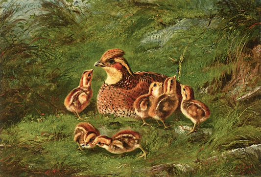 Hen Quail and Chickens, vintage artwork by Arthur Fitzwilliam Tait, A3 (16x12") Poster Print