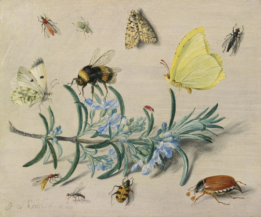 Study of Insects, vintage artwork by Jan van Kessel the Elder, 12x8" (A4) Poster