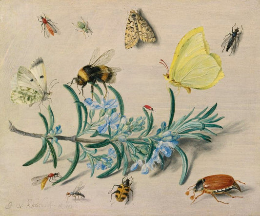 Study of Insects, vintage artwork by Jan van Kessel the Elder, 12x8" (A4) Poster