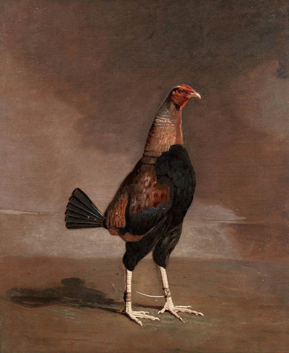 The Trimmed Cock, vintage artwork by Benjamin Marshall, 12x8" (A4) Poster
