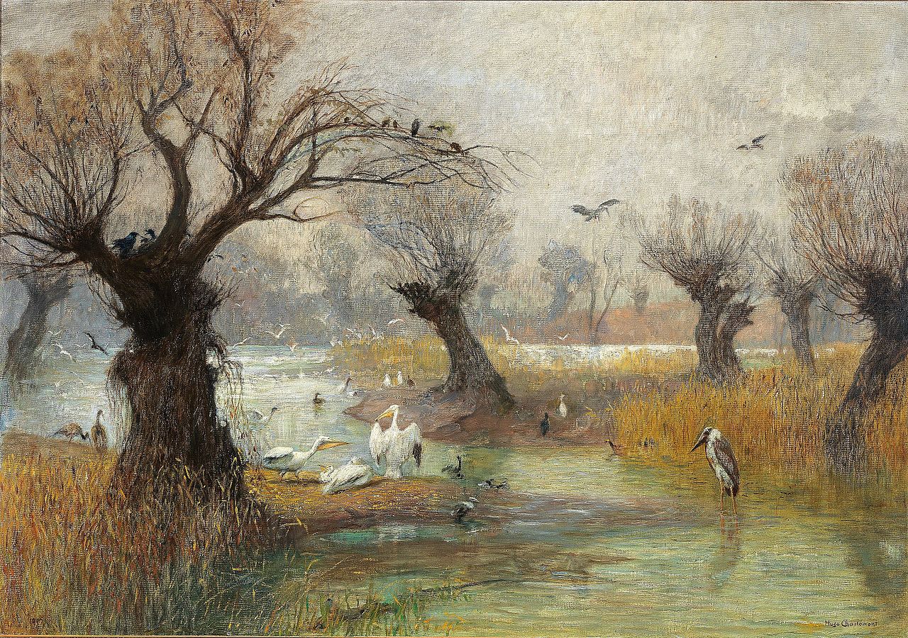 Pelicans on the river bank, vintage artwork by Hugo Charlemont, 12x8" (A4) Poster