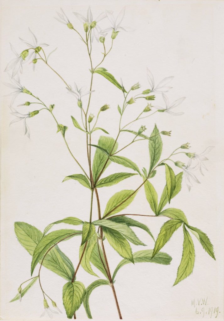Bowmansroot (Porteranthus trifoliatus) by Mary Vaux Walcott,A3(16x12")Poster