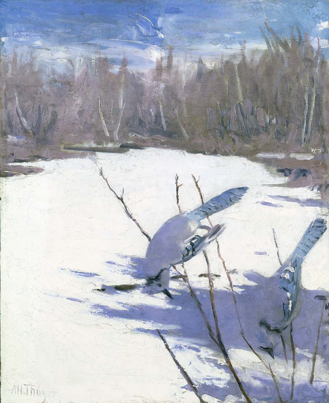Blue Jays in Winter, vintage artwork by Abbott Handerson Thayer, 12x8" (A4) Poster