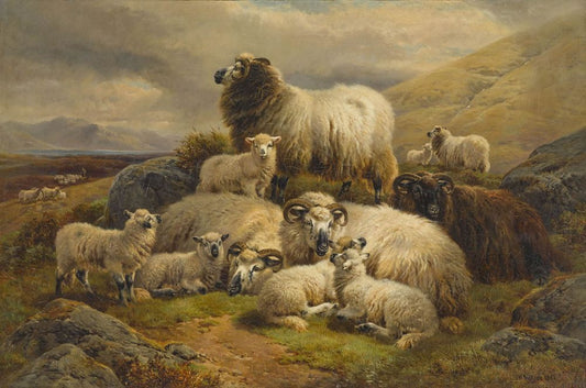 Sheep and lambs in the highlands, vintage artwork by William R. C. Watson, 12x8" (A4) Poster