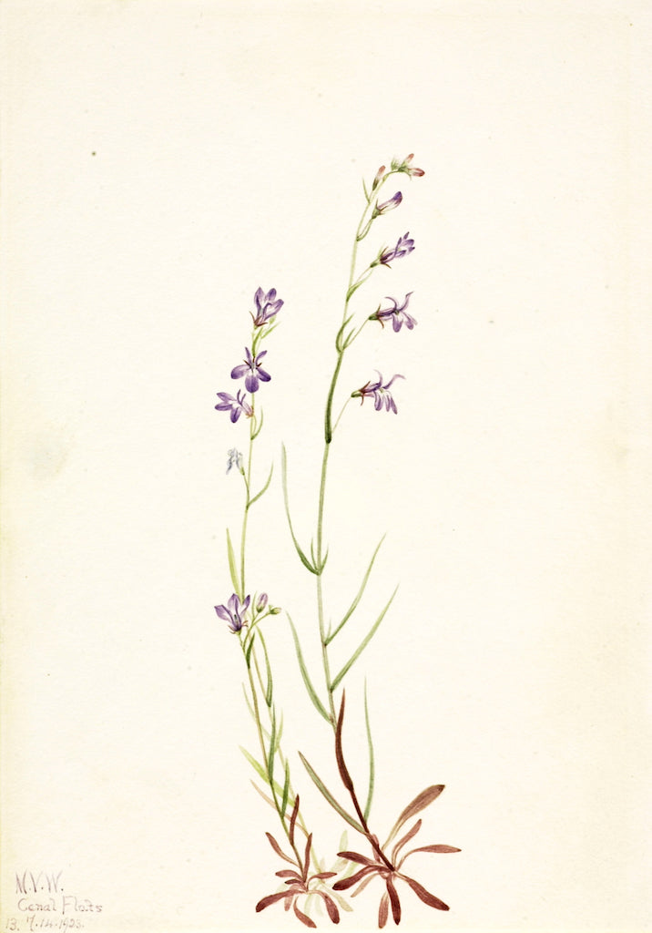 Brook Lobelia (Lobelia kalmii) by Mary Vaux Walcott,A3(16x12")Poster