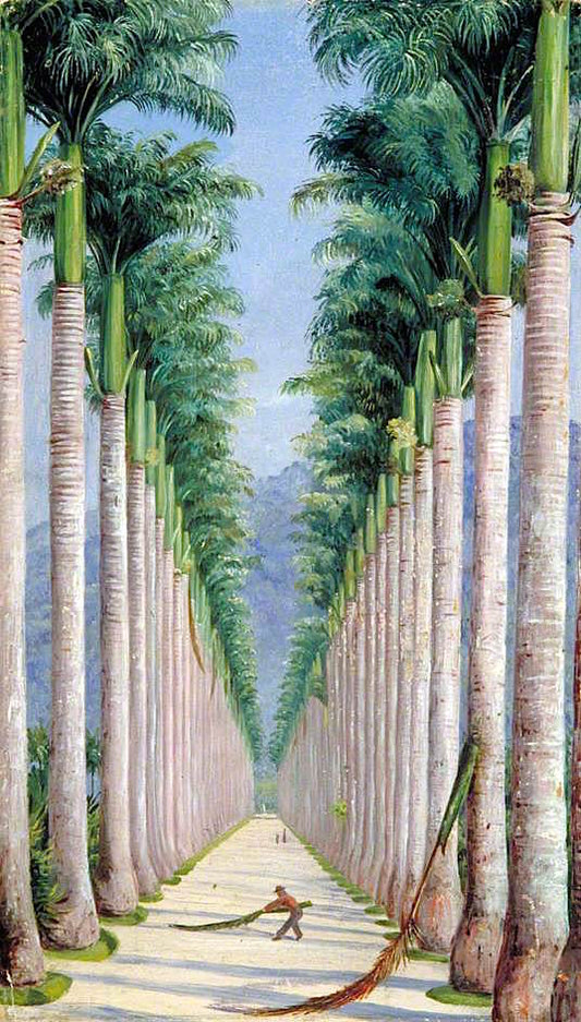Avenue of Royal Palms at Botafogo, Brazil, vintage artwork by Marianne North, 12x8" (A4) Poster