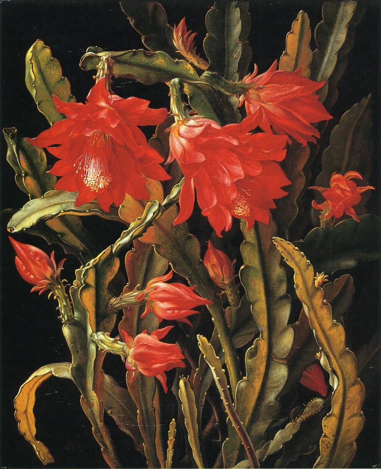 Cactus with Scarlet Blossoms by Christian Juel Mollback,A3(16x12")Poster
