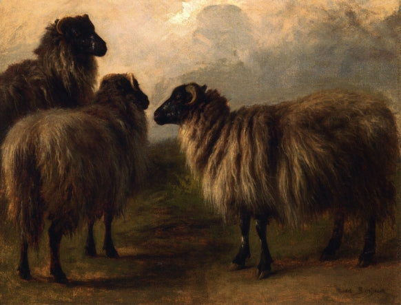 Three Wooly Sheep, vintage artwork by Rosa Bonheur, 12x8" (A4) Poster