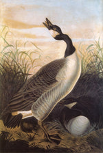 Canada Goose, vintage artwork by John James Audubon, 12x8" (A4) Poster