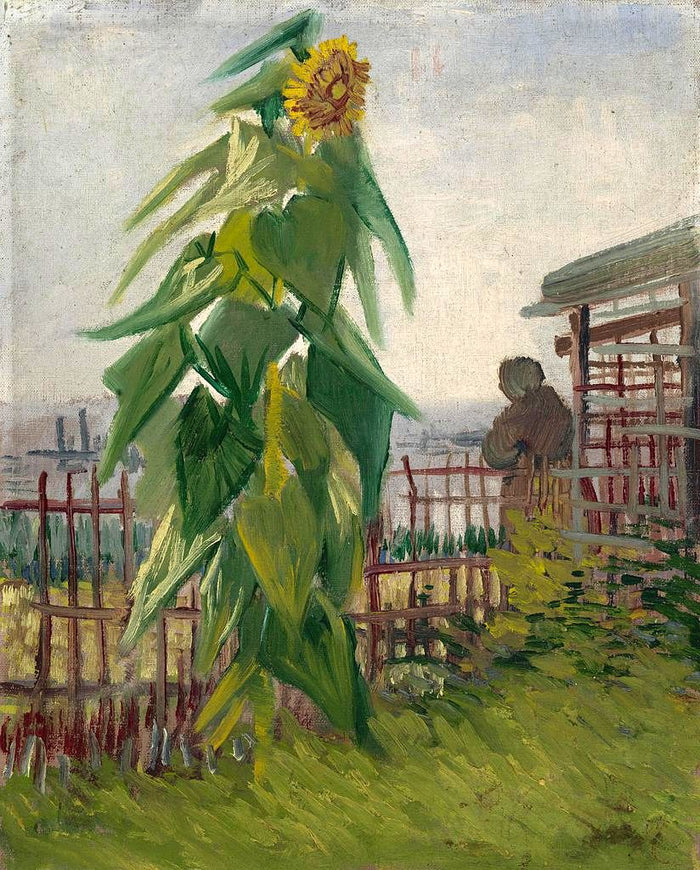 Állotment with Sunflower by Vincent van Gogh,A3(16x12