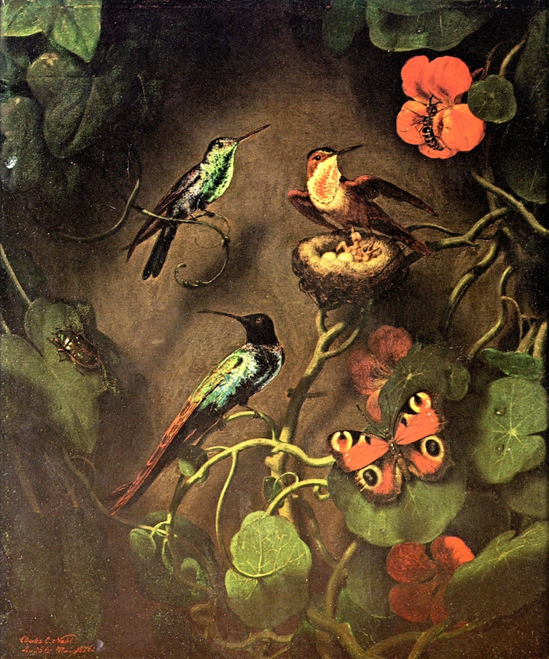 Still Life with Nasturtiums, vintage artwork by Charles Christian Nahl, A3 (16x12") Poster Print