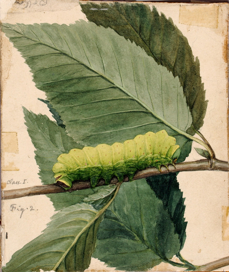 Lunar Catapillar, vintage artwork by Abbott Handerson Thayer, 12x8" (A4) Poster