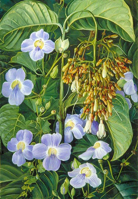 Blue-Flowered Climber and a Common Swamp Plant of Sarawak, Borneo, vintage artwork by Marianne North, 12x8" (A4) Poster