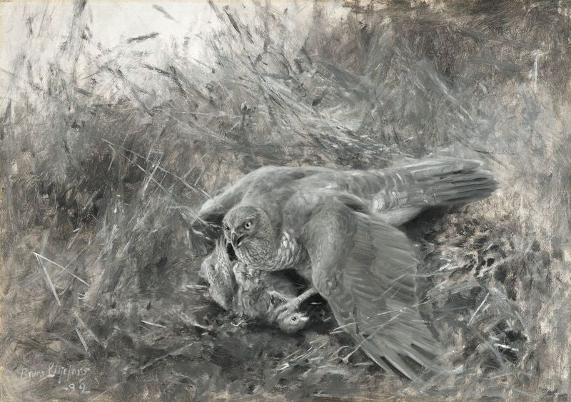 Goshawk with Partridge, vintage artwork by Bruno Liljefors, 12x8" (A4) Poster